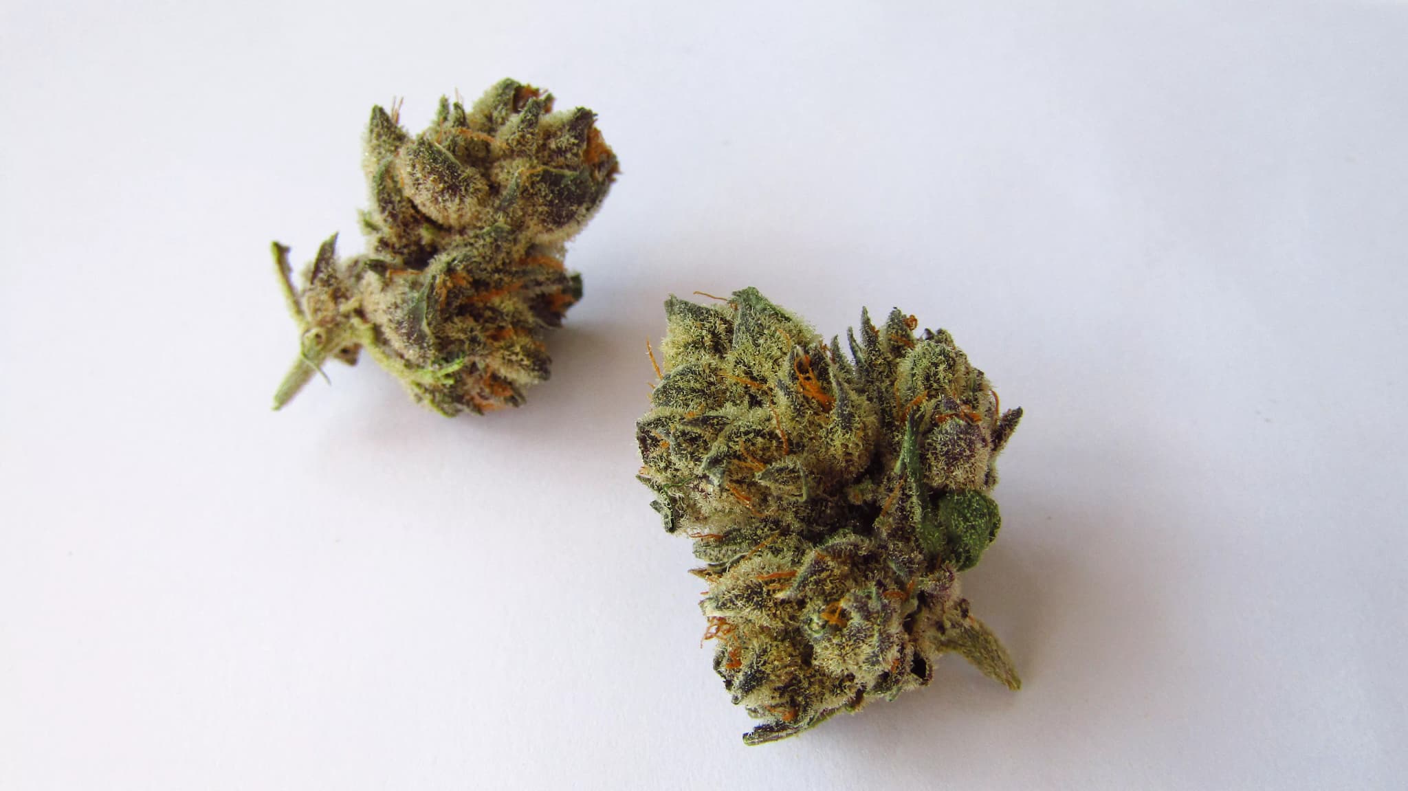 Miami runtz strain Effects Timeline and Duration