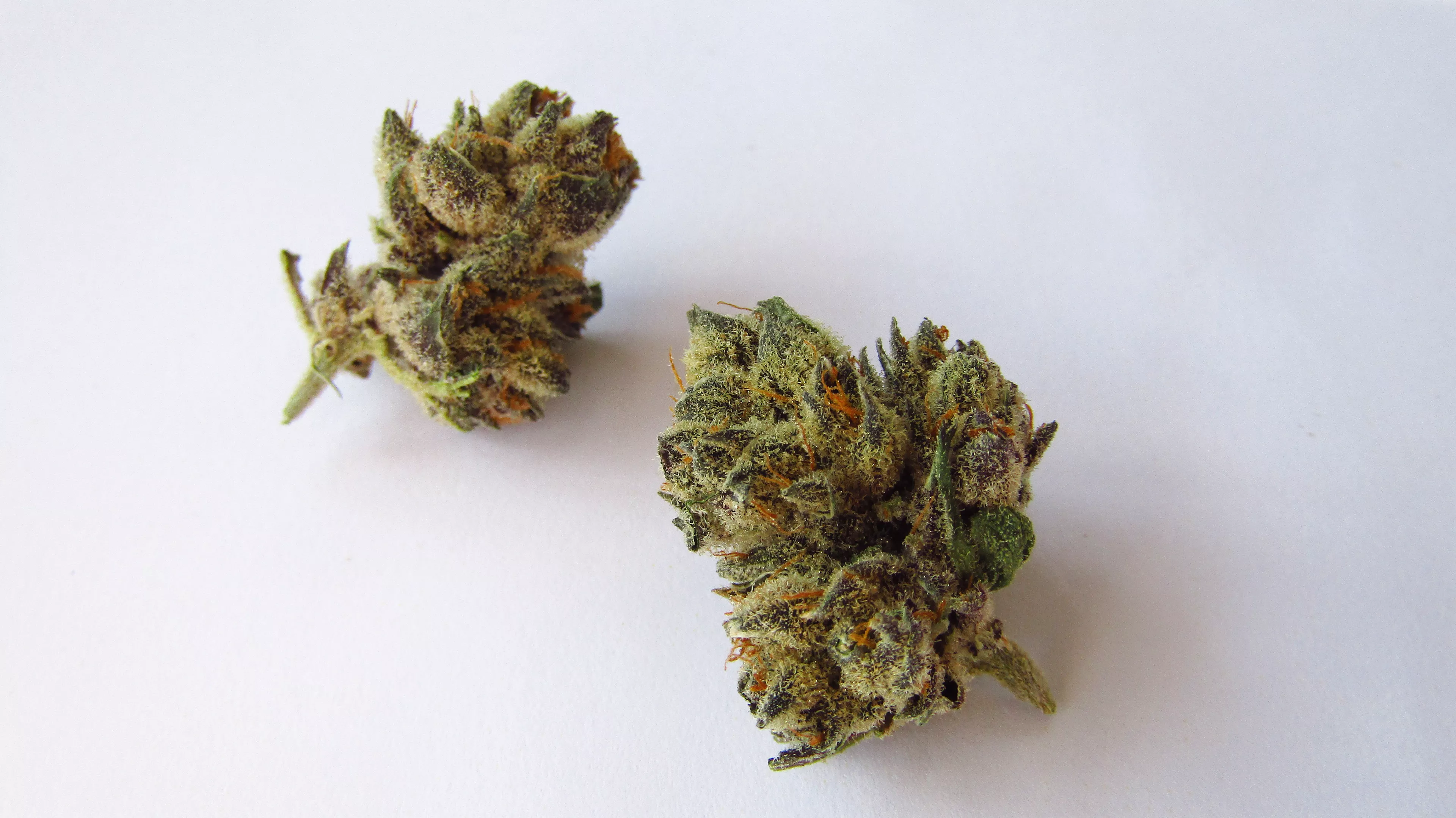 Miami runtz strain Effects Timeline and Duration